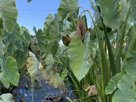 止まらないおいしさ…やめられない大根！ 農薬不使用だから葉付き大根と里芋セット！カリカリ！ぽりぽりっ！