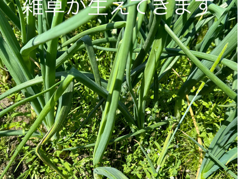 農薬、除草剤不使用！淡路島 新玉ねぎ5kg サラダにも加熱調理にも美味しい。