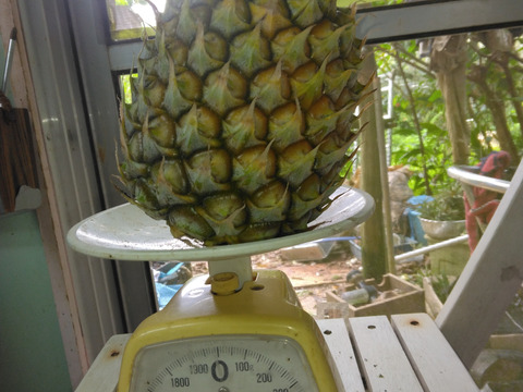 石垣島蜜蜂農園のパイナップル