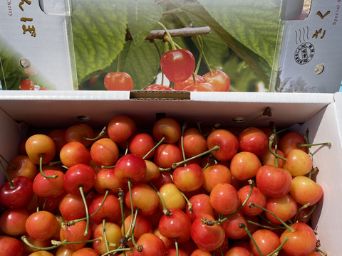 紅秀峰　(訳ありじゃない！という声が多数)さくらんぼ　1kg　訳あり