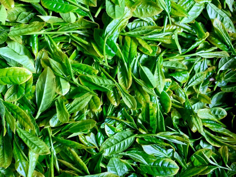 【合わせ買い】抹茶入り♪大容量！水出し緑茶ティーバッグ 5g×50p 静岡 牧之原