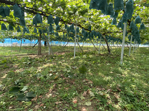 夏ギフト　青リンゴ味の赤ぶどうサニードルチェとエメラルドの輝きシャインマスカット2房入箱（一房約400〜500g）