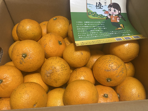 【訳あり】清見５ｋｇ超ジューシー♪