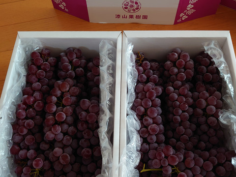 2箱!!【朝どれ】予約開始・ご家庭用に★完熟ぶどうデラウェア訳あり、ジャム・スムージーなどにも❗