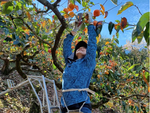 【贈り物＆ご自宅用/１０kg】吉野の富有柿/〜豊かな土と太陽から〜自然な甘みとみずみずしさが違います！