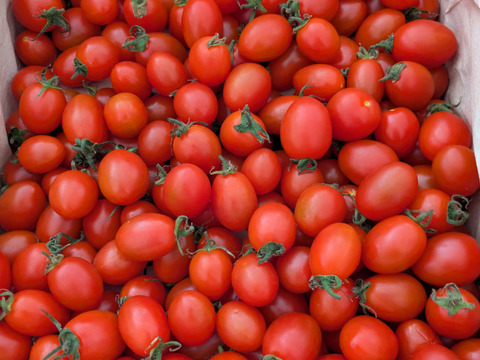 【食べチョク新人賞🏅】やみつきになる甘さ🍅高糖度フルーツミニトマト2Kg