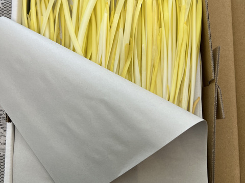 ひるおび　TBSモニタリング　ゆたかな食の未来をさがして　フジテレビ　ノンストップ　【ザ！鉄腕！DASH！！】青空レストラン　そうだったのカンパニーでも紹介された大使の黄ニラ！植田さんの黄ニラ