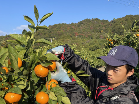 【世界農業遺産認定】下津の石段畑が育てた、品のある甘さ　清見オレンジ