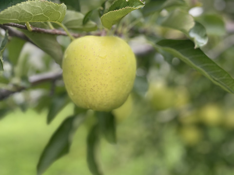 黄色りんごの定番！王林　3キロ（8〜12個）家庭用