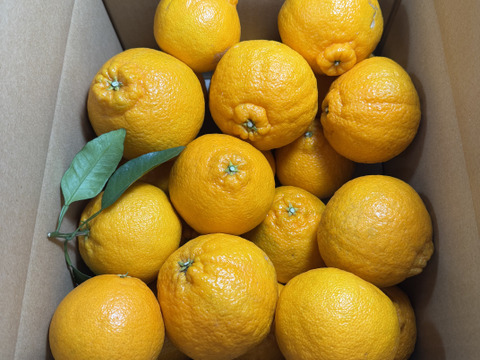 【有田みかん】果汁たっぷり！不知火デコ【また旅みかん】