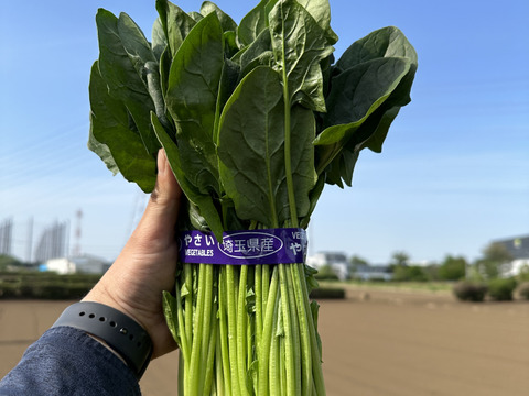 甘さ抜群‼️葉肉が厚いのに柔らかい‼️絶品ほうれん草‼️苦味が苦手なお子様にもおすすめ‼️根っこまで食べられます😋採れたて新鮮をお届け‼️
約1200g（約300g×4袋）