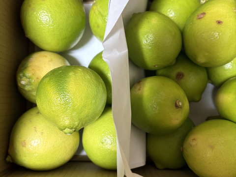 どちらも２級品　ライム　ベルガモット合わせて１.8ｋｇ セット【柑橘食べ比べ】