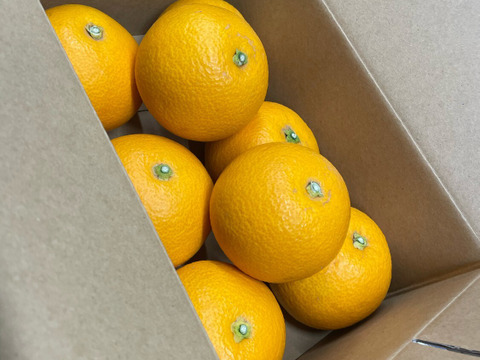 【母の日ギフト】『八朔！？春峰(しゅんぽう)です！』約6〜8玉入り サイズ混合