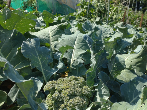 【お買い得☆旬の野菜セット（10品〜13品目）】新鮮お野菜🌿🫛🧅農薬、除草剤、化学肥料等、一切不使用☆ゆうパック🏣80サイズにたっぷりお入れいたします☆
