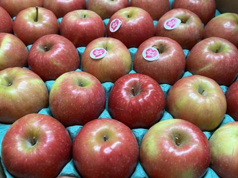 12月9日から🍎【ヒルナンデスでました！】ピンクレディ®︎ 5キロ訳あり品 加工用にご利用ください！長野県 信州 安曇野 リンゴ 幻 幻のリンゴ 予約 希少 旬 ID36611 ピンクレディー