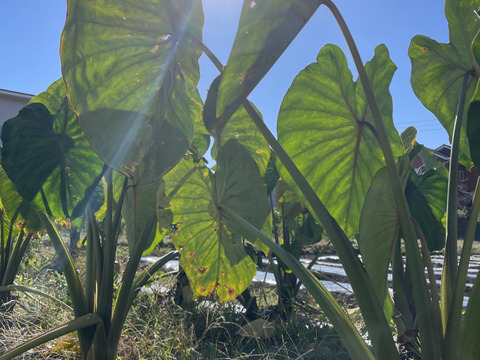 【里芋なのにホクホク】【赤芽芋】土付きセレベス 親芋1個セット 合計1.5kg