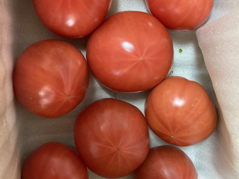 【完熟】あいちの伝統野菜『ファーストトマト』小箱約1kg