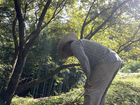 《注文殺到の為注文受けた順に発送いたします》30箱限定販売！渋皮がほとんど無い大人気の高級丹波栗M〜2Lサイズ(1kg)