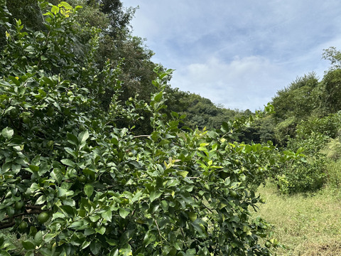 【農薬化学肥料不使用】香り高いグリーンレモン１キロ＊農の島大三島よりお届け＊