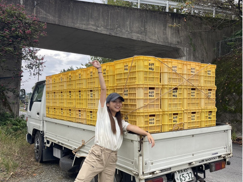【訳あり】奈良県西吉野産の極甘品種無し柿　約7.5kg  (ミシュランガイド名店でも提供)