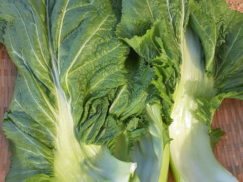 春告げ野菜「祝蕾と訳あり葉ニンニク」のセット