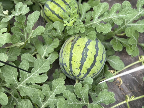 種ごと食べれる！アレンジもしやすいスイカ『ぷちっと』（1玉：約4人分）