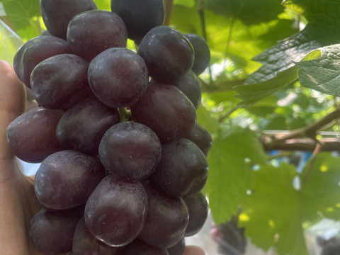 2026年秋予約販売 ★甘さ際立つ黒いマスカット「富士の輝き」 2～3房（1.2kg）ぶどう 10月出荷予定 青森県産、甘い、贈答、ギフト、家庭用にも