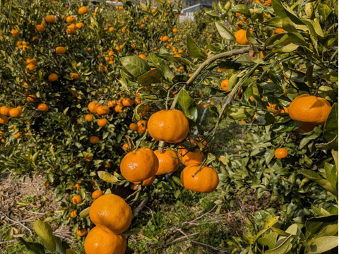 【新品種】「あおぽんミカン」5㎏。サイズ混合。