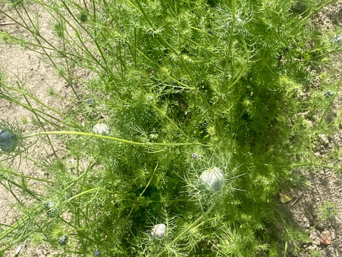 【お届け20本-40㎝】〜ニゲラ〜　初夏から夏が旬の可憐で涼しげなお花！
