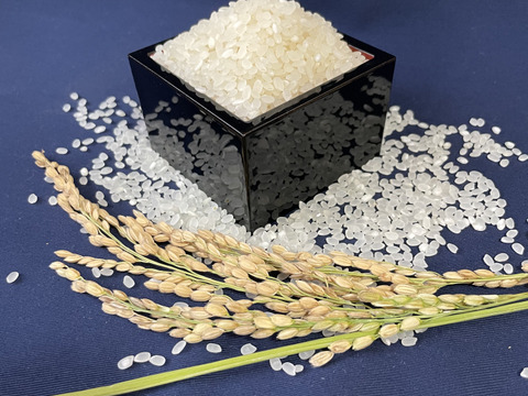 令和4年度産　特別栽培米🌾コシヒカリ玄米•精米セット（各2キロ）