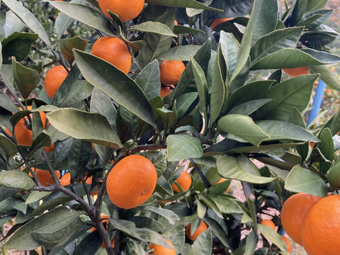 【幻のみかん・ビッグサイズ（２Ｌ以上）】高級品種！　石地中生　5kg