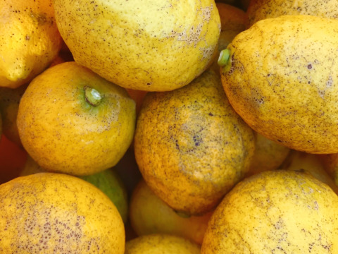 訳あり小ぶりレモン1.2㎏◆農薬不使用◆広島県産レモン　数量限定