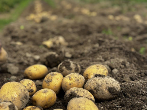 長野県産　農薬不使用　ジャガイモ　きたあかり（7ｋｇ）