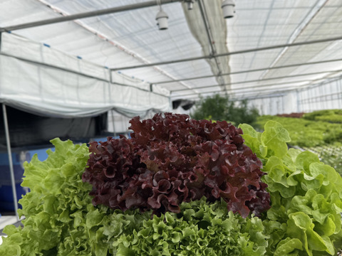 【新品種食べ比べ3種セット‼️数量限定】サラダはこのセットがあれば🆗レタスパーティーしませんか？ふわふわリーフレタス1株&フリルレタス1株　超赤強サニーレタス1株