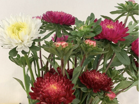 【旬のお花！】アスター10本　おまかせMiX（30〜50cm）