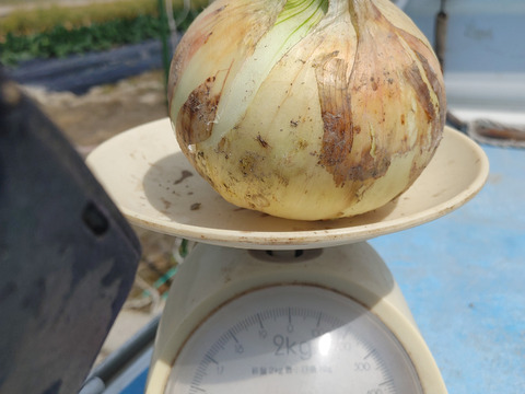 大好評，地層が違う淡路島、大玉新玉ねぎスーパー春一番１０キロ(風袋込み)