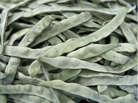 さやいんげん　「ビックリジャンボ」群馬県東吾妻町産　【訳あり】　500g