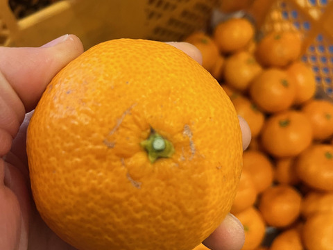 【静岡県　訳あり品】隠れた名品！濃厚な甘味とほどよい酸味！細江町の温州みかん（片山）8.0kg