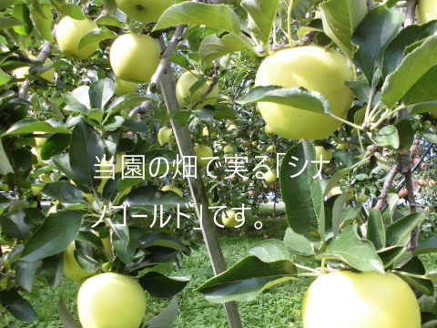 信州　小布施　「シナノゴールド」りんご　3キロ
