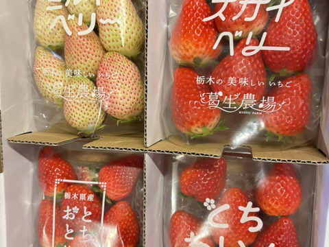 【春イチゴ】【お得価格】摘みたて直送！ミルキーベリー入り！とちぎのいちご4種詰め合わせセット（4パック）（260ｇ×4パック）【いちご食べ比べ】