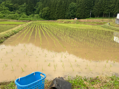 令和７年魚沼産コシヒカリ玄米５kg
