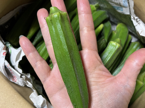 【沖縄県石垣島産】【朝どれ】角オクラ　1800g (約180本前後入)規格外込