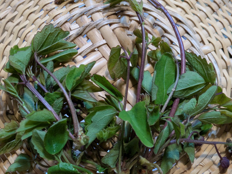 天然　山菜　あけびの芽　３０ｇ