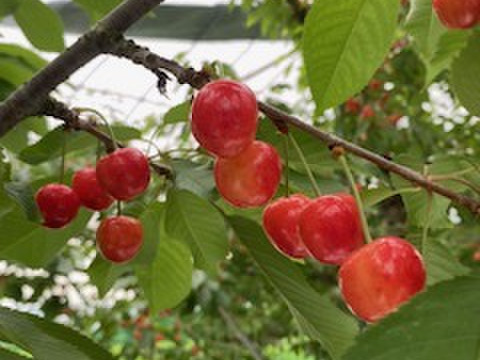 ジューシーで甘い！山形県産さくらんぼ 佐藤錦(東日本へお届けの方）
