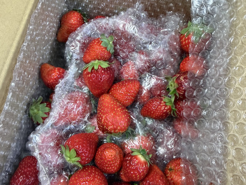 【加工用いちご】甘味と酸味のバランスが最高！ ❝おいCベリー❞（約1.6kg）