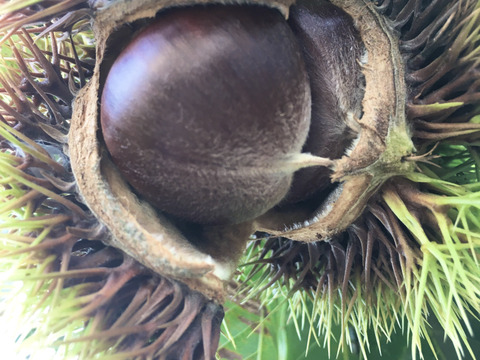 栗　利平栗[栗の王様]や丹沢・丹波等「1,000g入り」「横浜市内産」ほっくり甘いです！