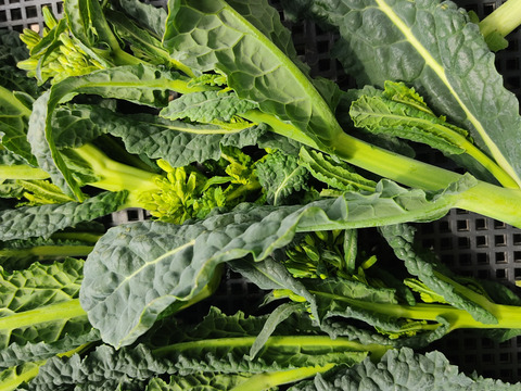 ✨【激レア】【今だけ限定】イタリアの黒い宝石“ベビーネロ”約200g＋旬のお野菜セット｜農薬・化成肥料不使用✨