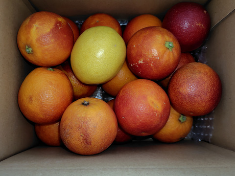 箱込約2㌔　ブラッドオレンジモロ　赤いの選びます