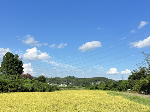 令和7年度新米コシヒカリ5kg茨城県大子町産
