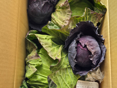 🟣紫キャベツ🌊海風🌊春キャベツ